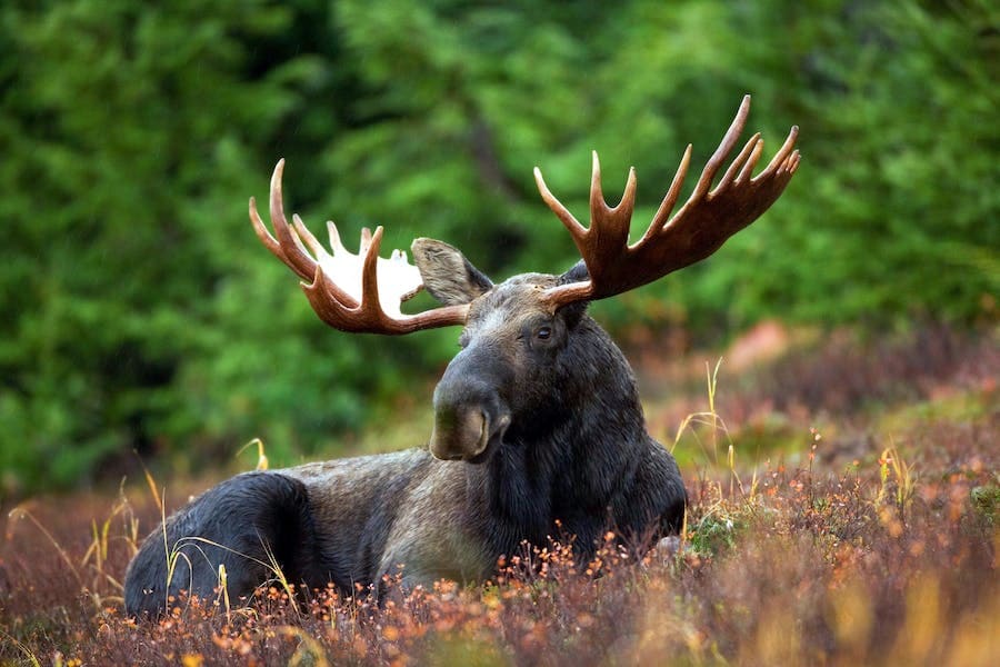 Moose Spirit Animal: Meaning and Symbolism