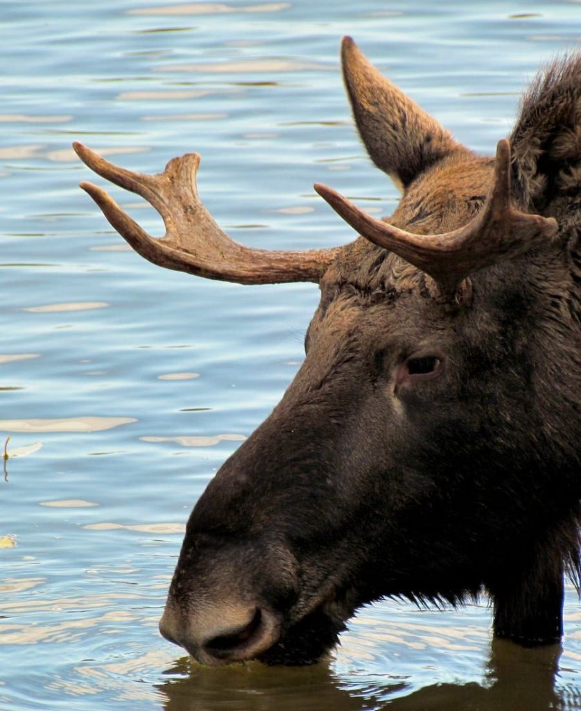 Moose drinking water