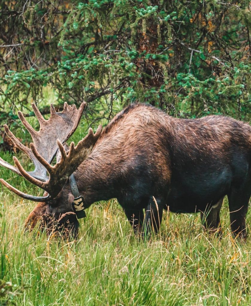 Moose eating grass