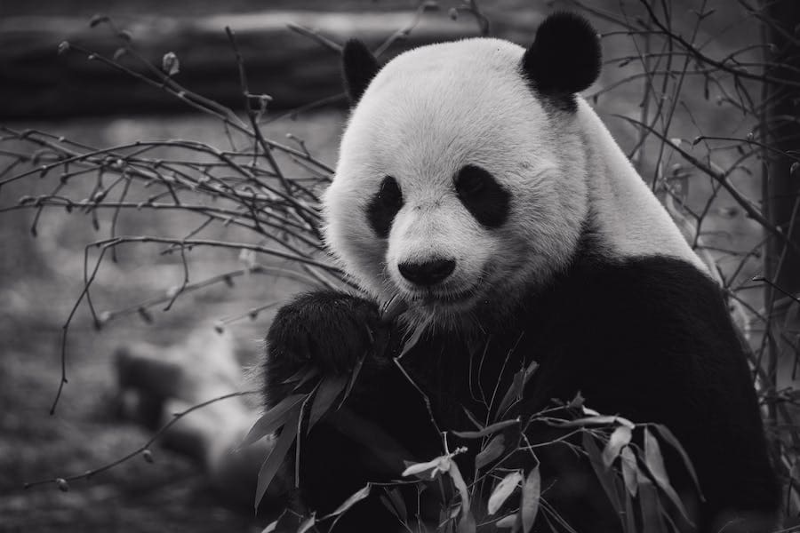 Panda Spirit Animal