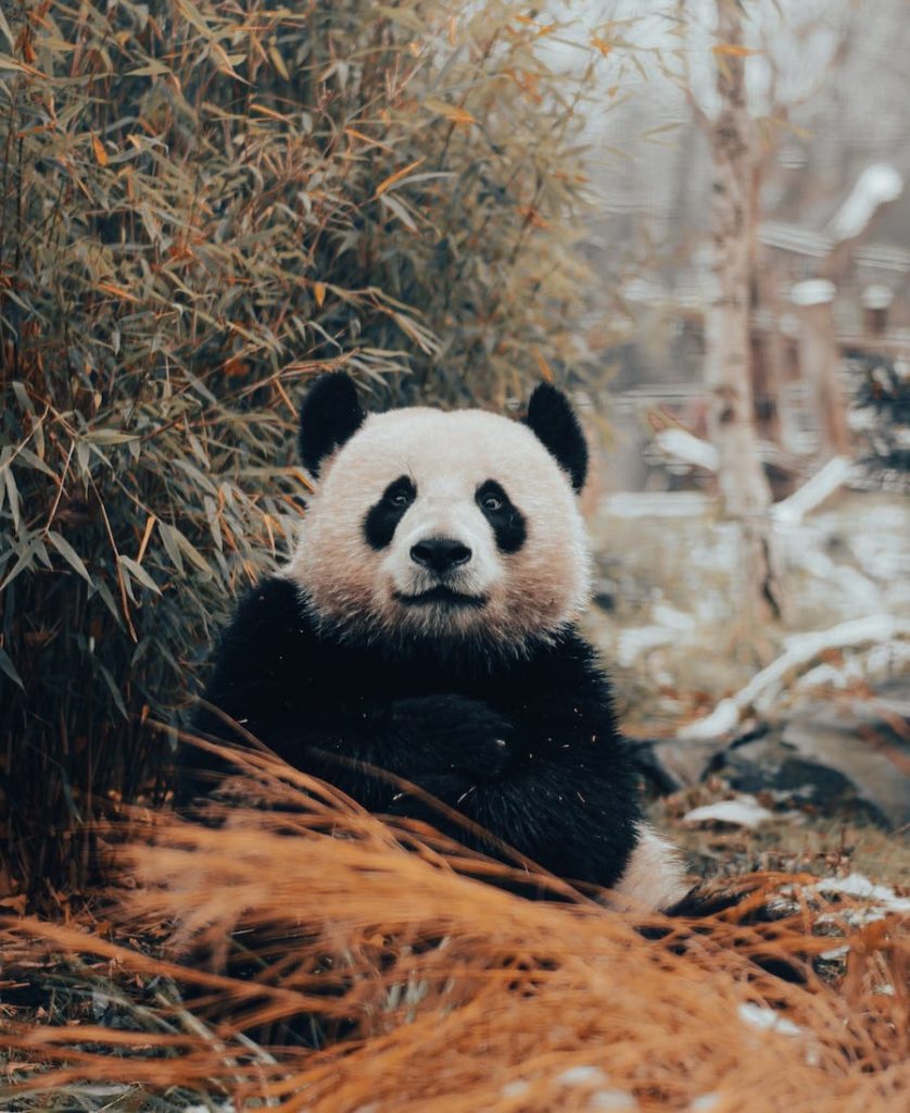 Panda in the woods