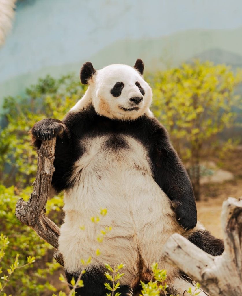 Panda showing its belly