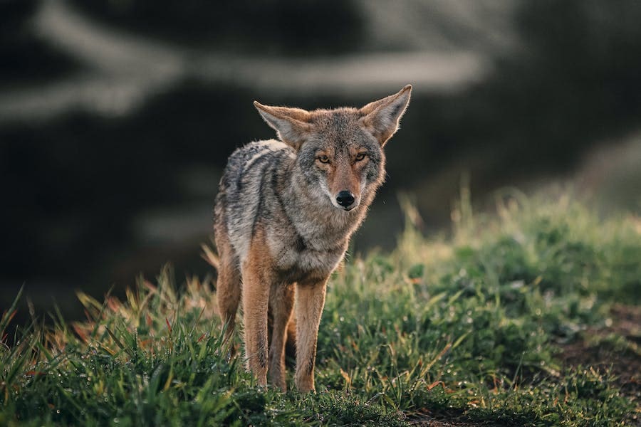 Discover The Power and Symbolism of The Coyote Spirit Animal