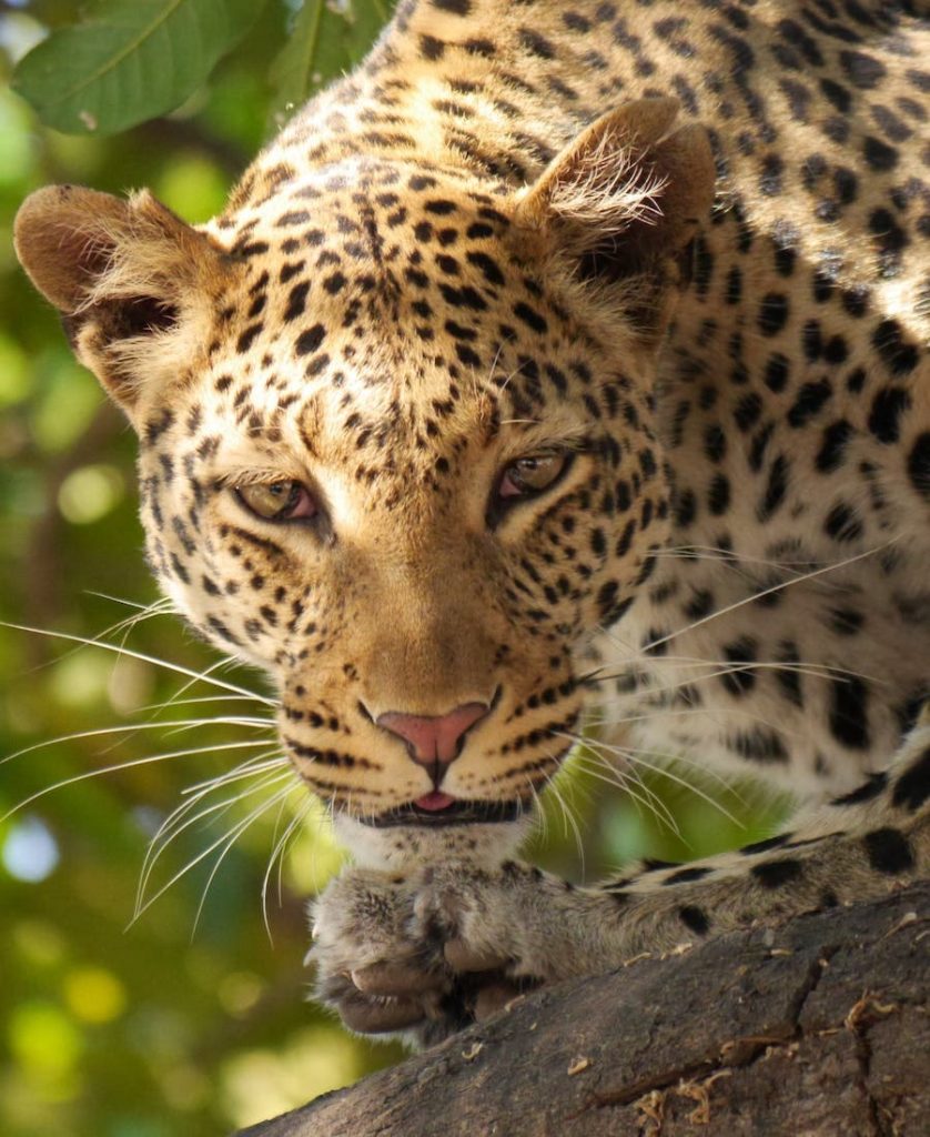 Panther on a tree