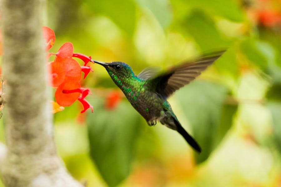 Power and Symbolism of the Hummingbird Spirit Animal