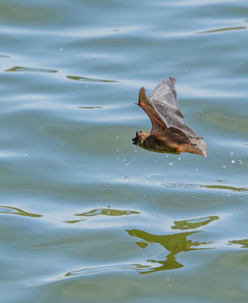 Bat flying over water