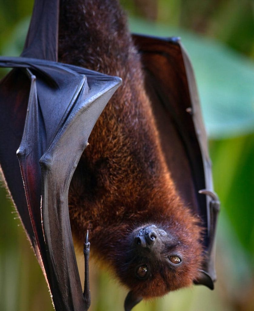 Bat upside down