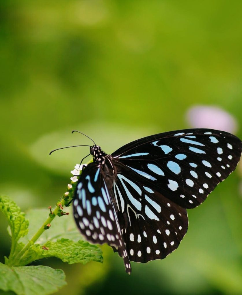 Black and Blue Butterfly