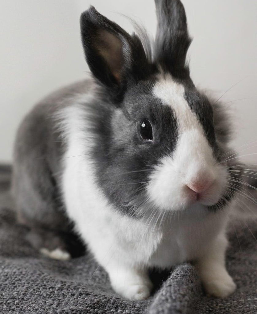 Black and White Bunny