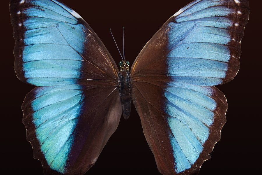 Butterfly Spirit Animal: Symbolism and Meaning