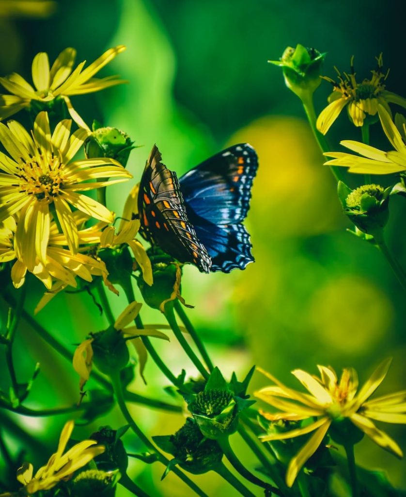 Butterfly on a flower