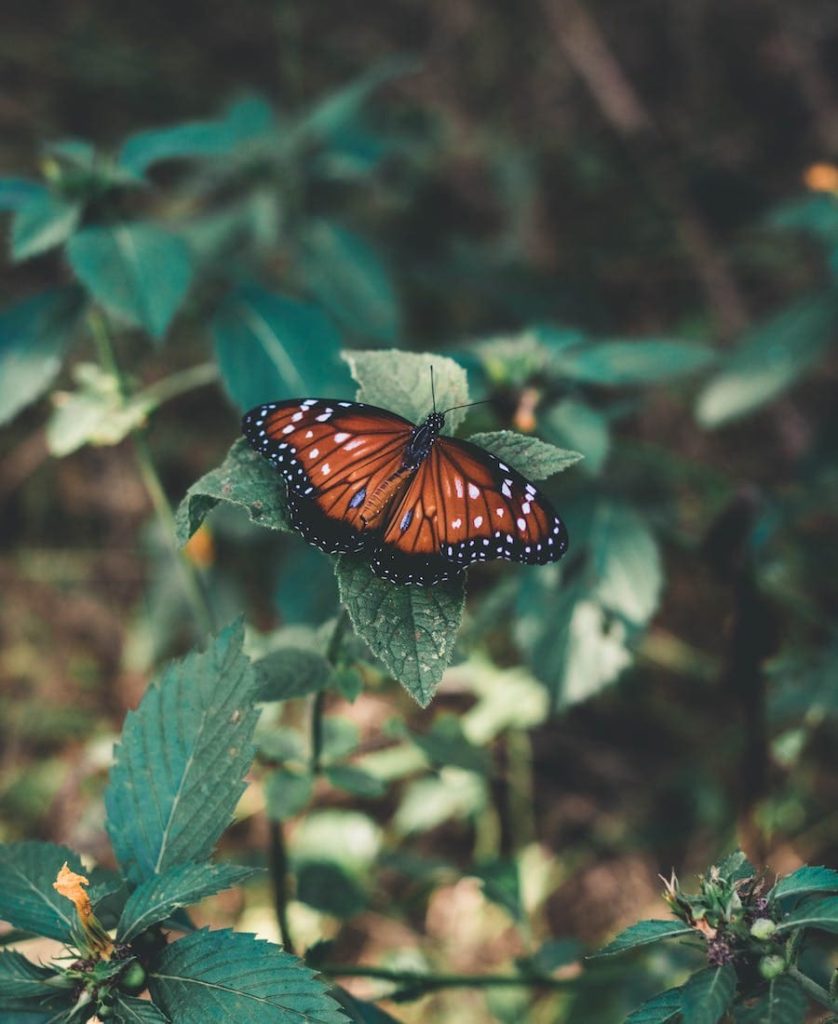 Butterfly on a leaf