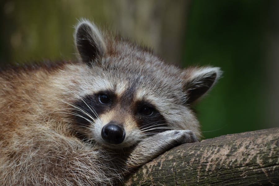 Discover the Power and Symbolism of the Raccoon Spirit Animal