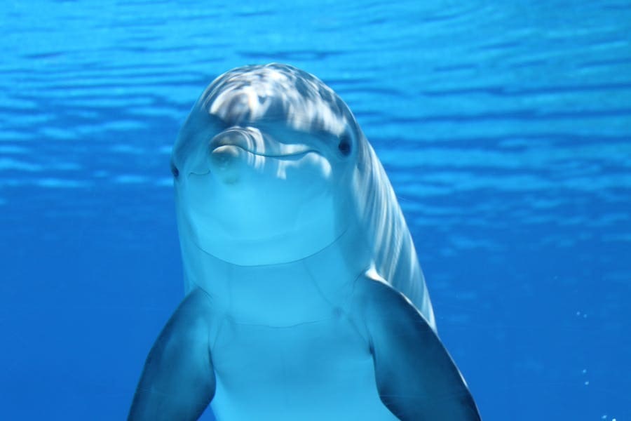 Dolphin Spirit Animal: Symbolism and Meaning