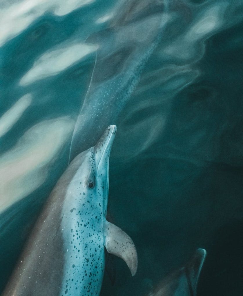 Dolphin swimming 