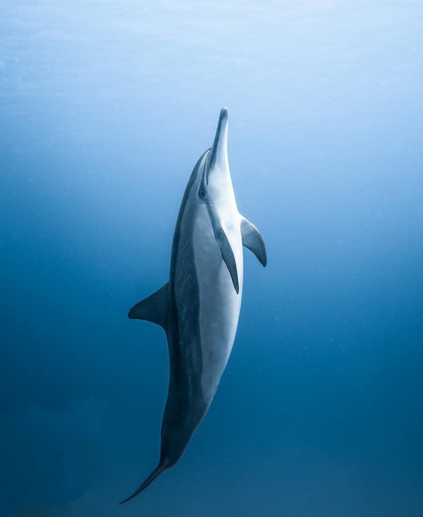 Dolphin swimming to the surface of the water