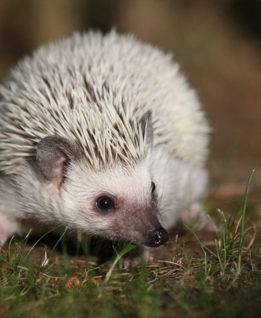 Hedgehog Spirit Animal