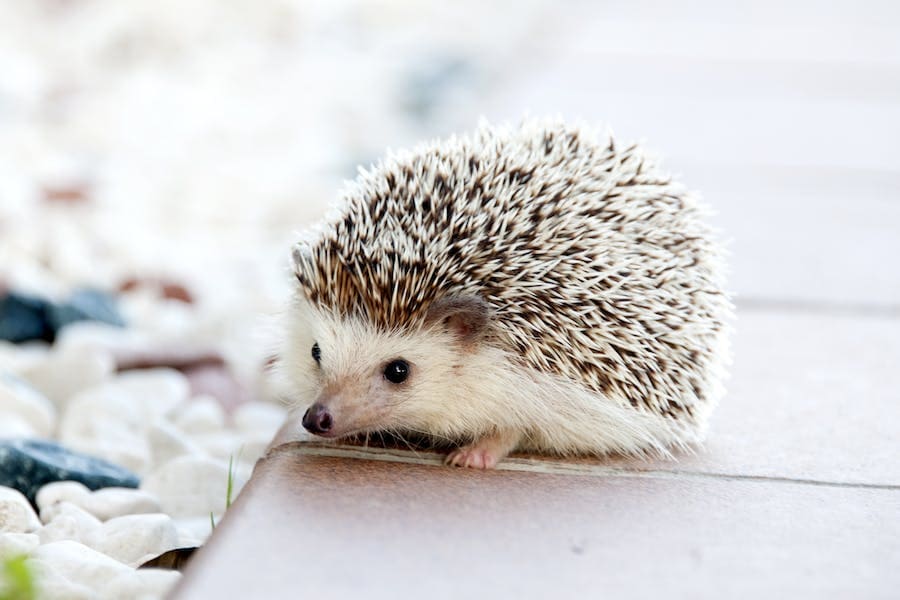 Hedgehog Spirit Animal: Powerful Meanings and Symbolisms