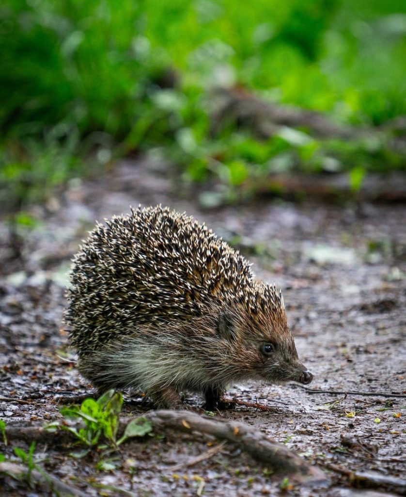 Hedgehog in the forest