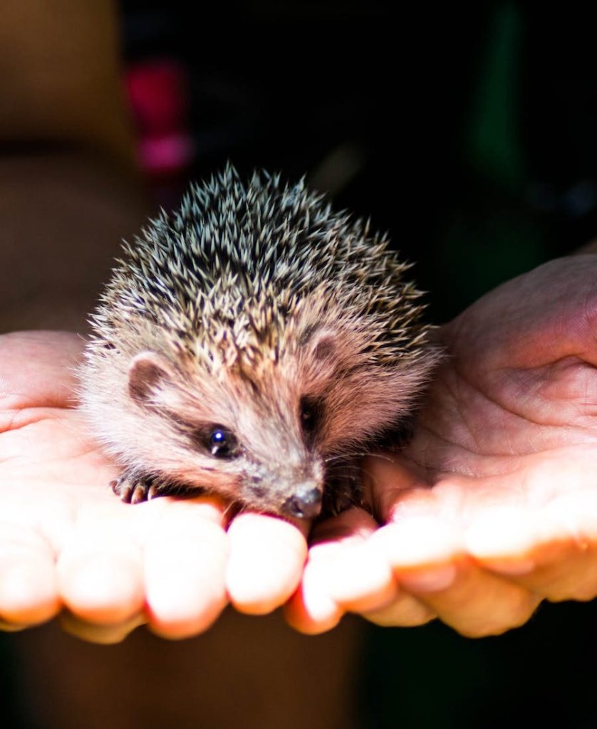 Hedgehog on someones hand