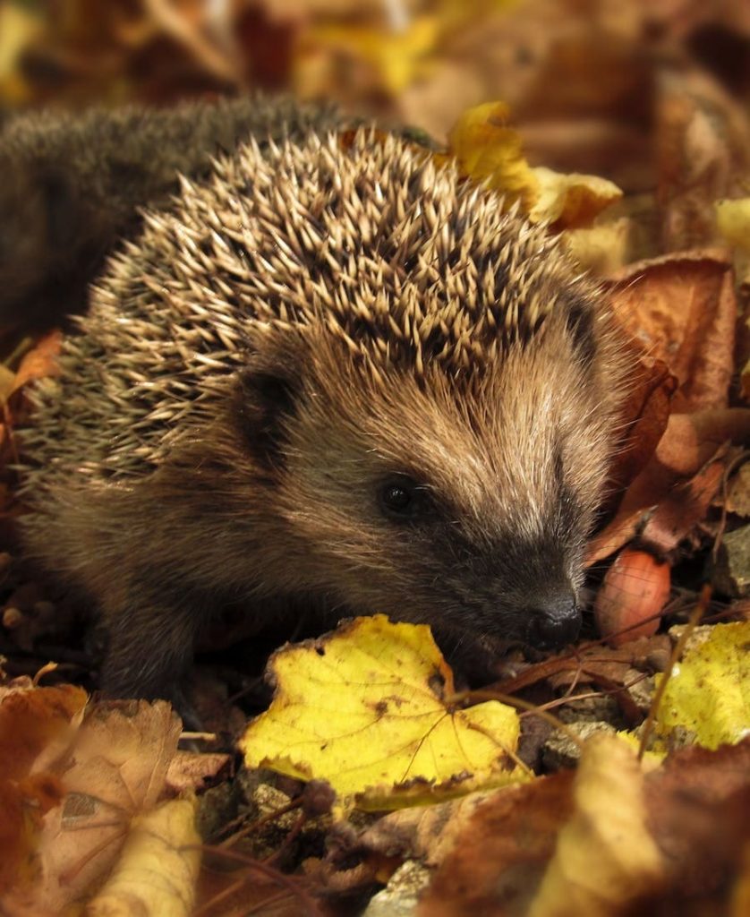 Hedgehog over some leafs