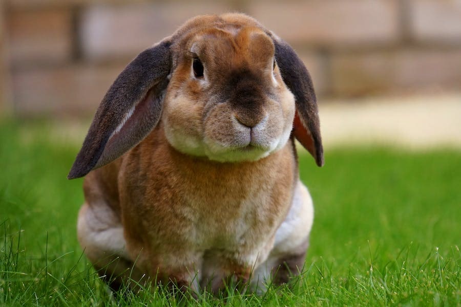 Meanings and Symbolisms of Bunny Spirit Animal