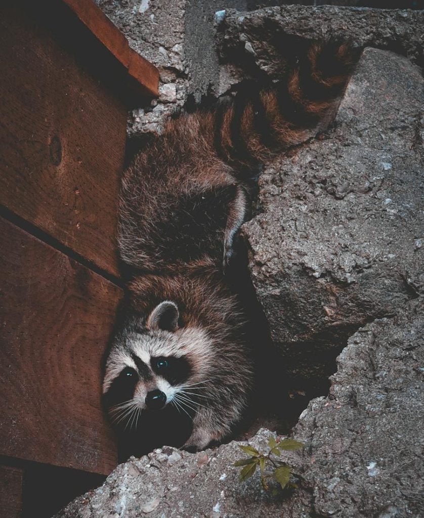 Raccoon Spirit Animal