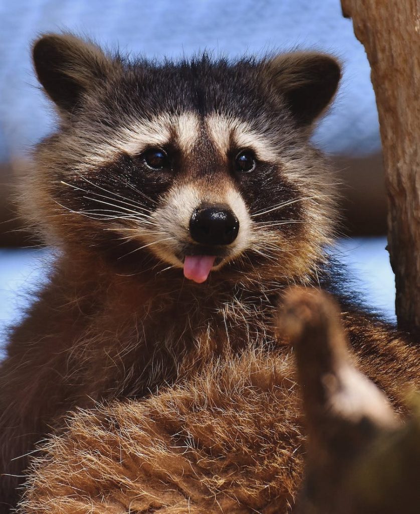 Raccoon showing its tongue