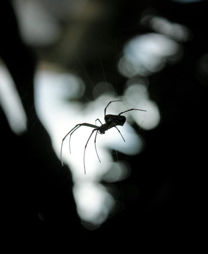 Spider Silhouette