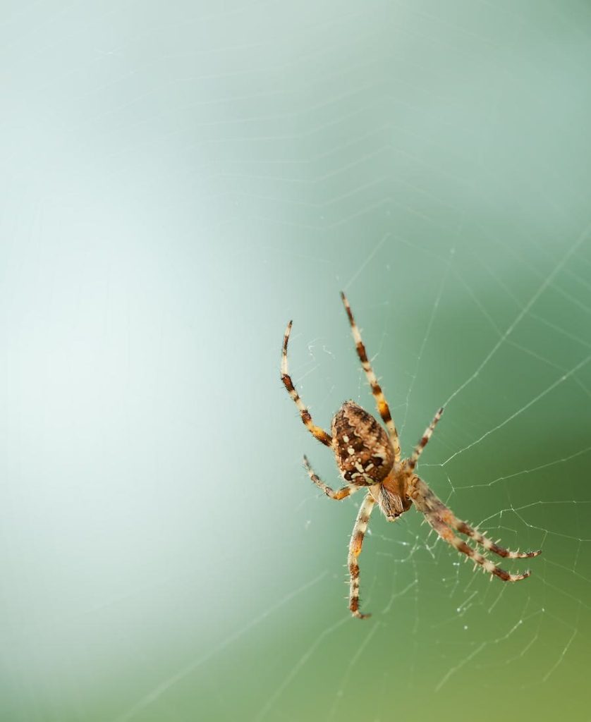 Spider on its net