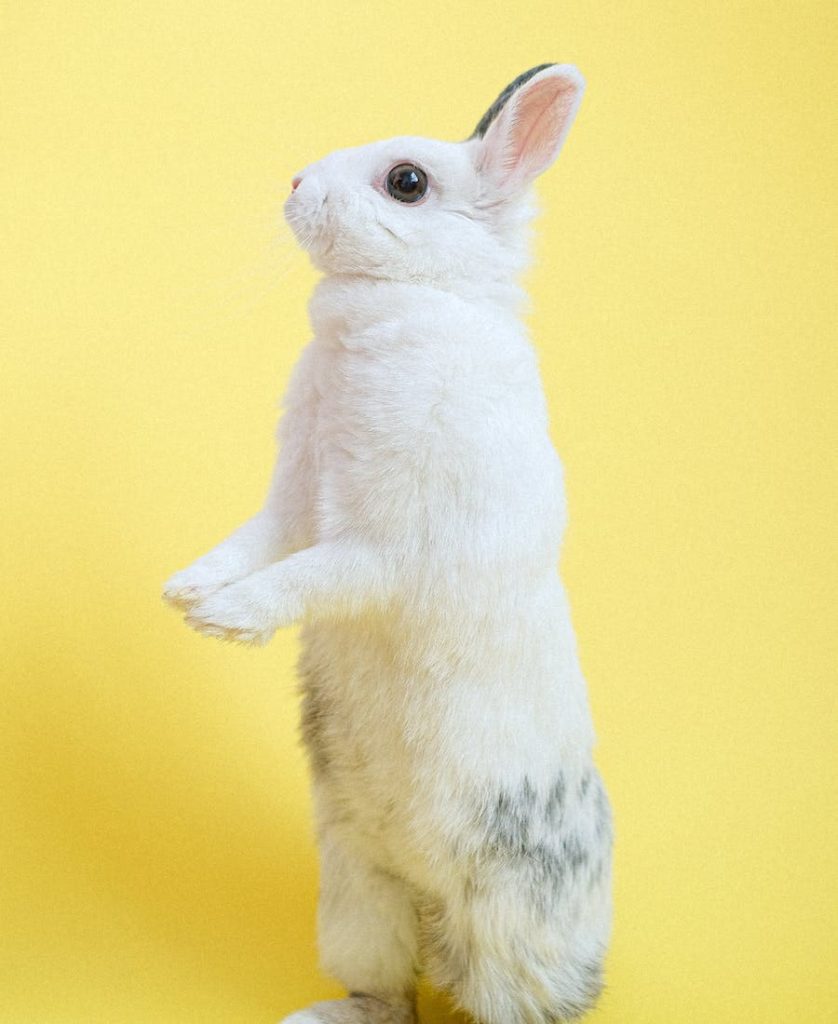 Standing Bunny