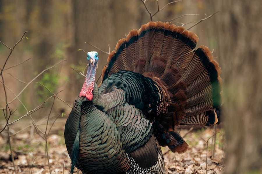 Turkey Spirit Animal: Symbolism and Meaning