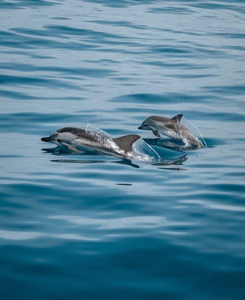 Two Dolphins swimming together