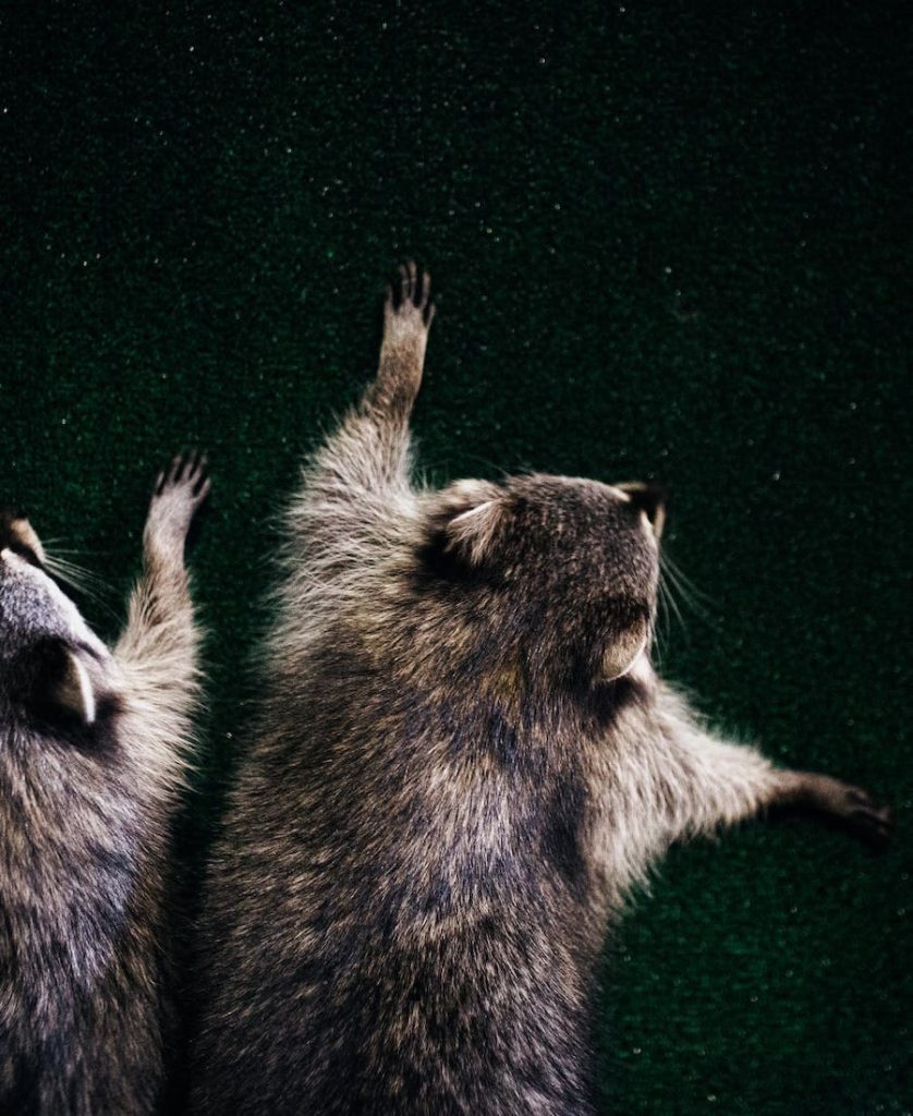 Two Raccoons