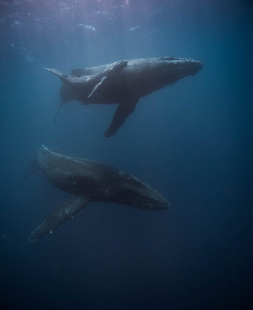 Two Whales