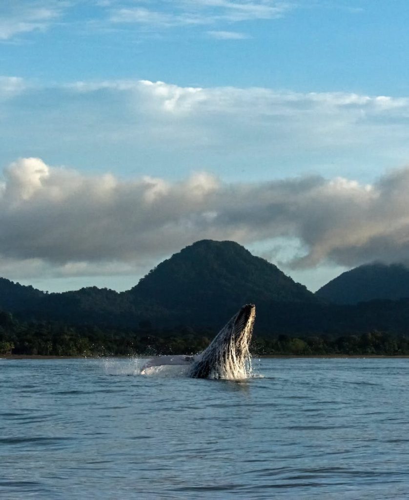 Whale Spirit Animal