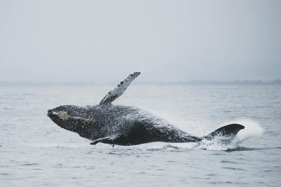 Whale Spirit Animal: Meanings and Symbolism