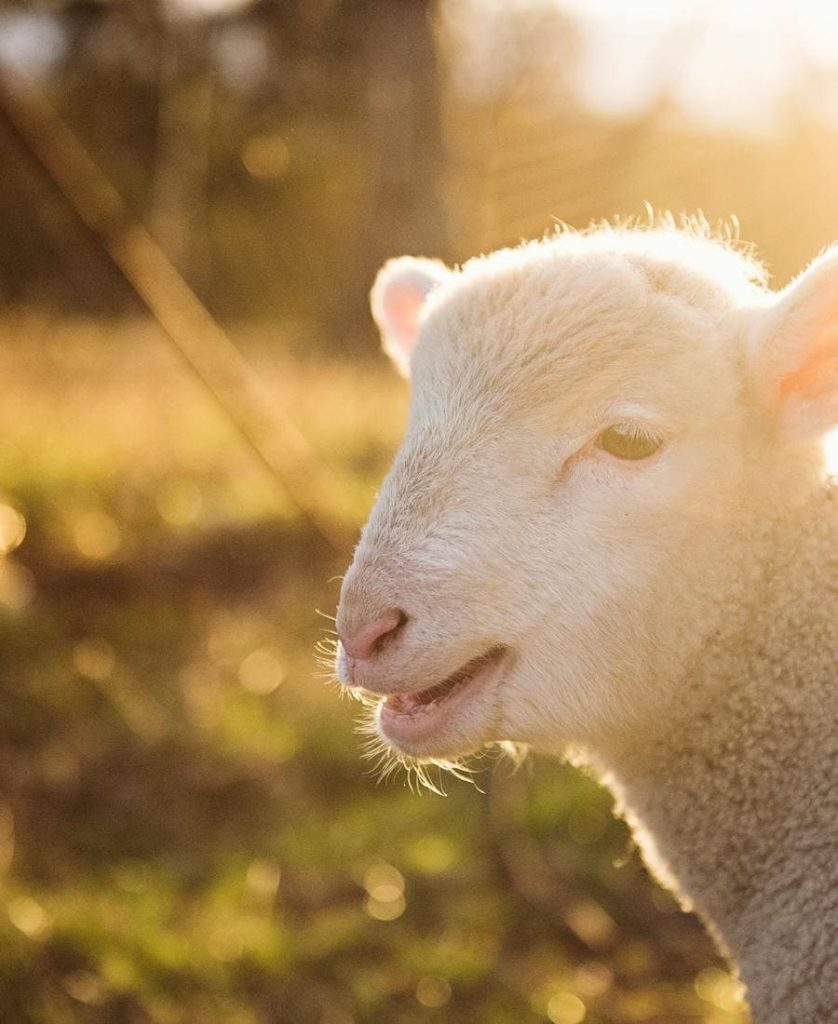 Baby Sheep