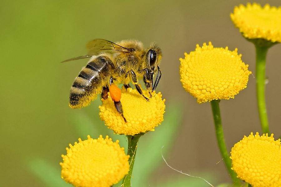 Bee Spirit Animal: Why Are They So Good For Us?