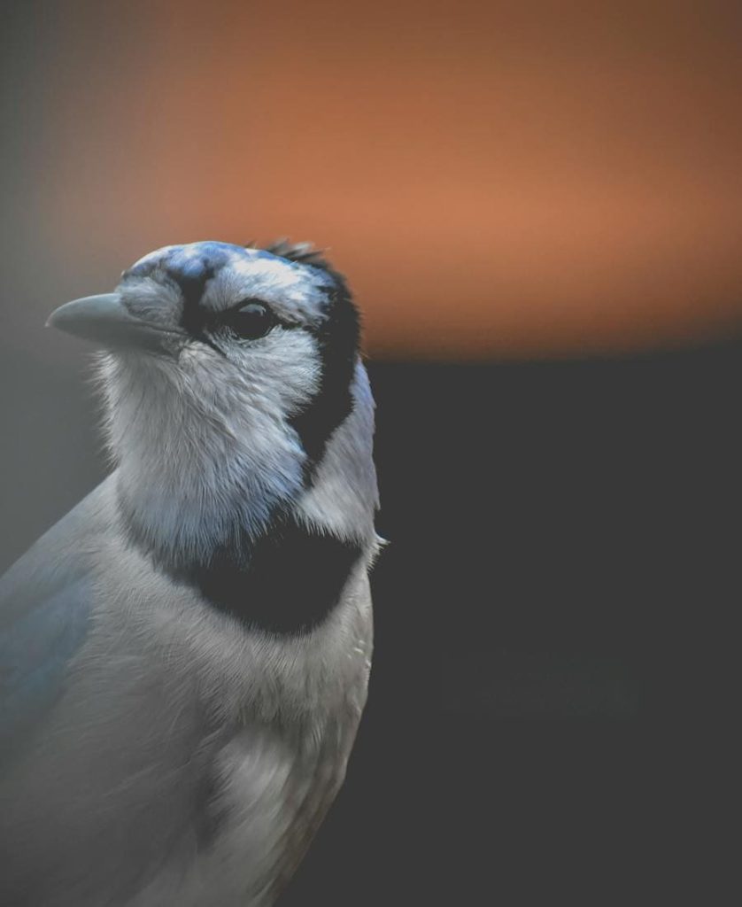 Blue Jay