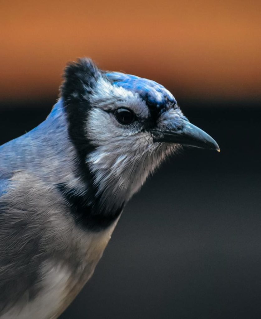 Blue Jay Spirit Animal