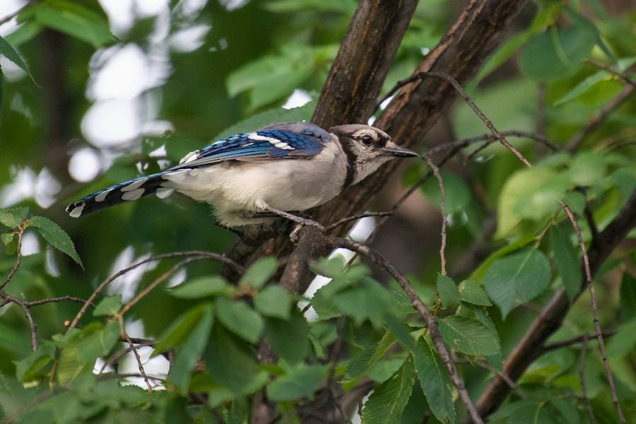 Blue Jay Spirit Animal: Everything Behind This Bird