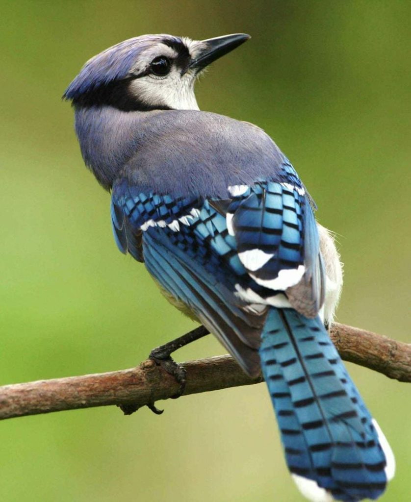 Blue Jay on a branch