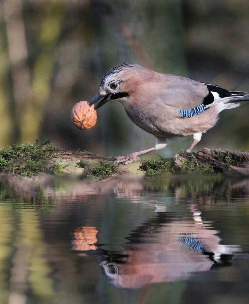 Blue Jay on the water