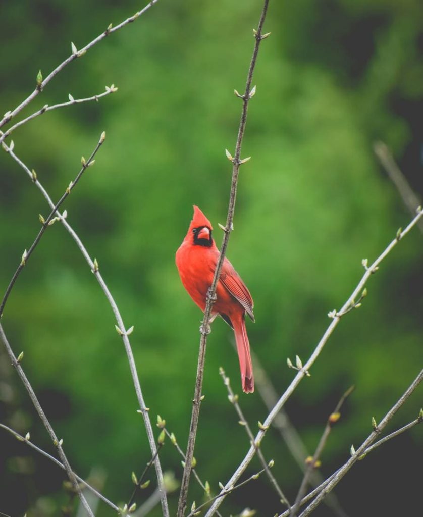 Cardinal