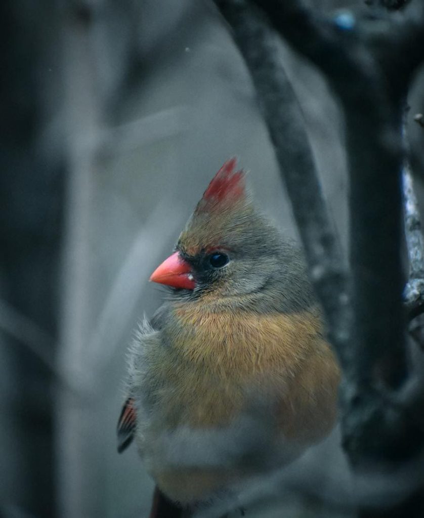 Cardinal Spirit Animal