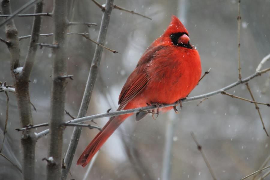 Cardinal Spirit Animal (Good Omen)