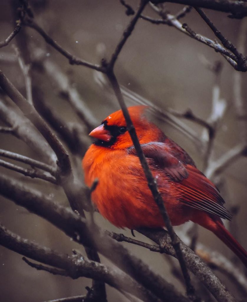 Cardinal on a branch