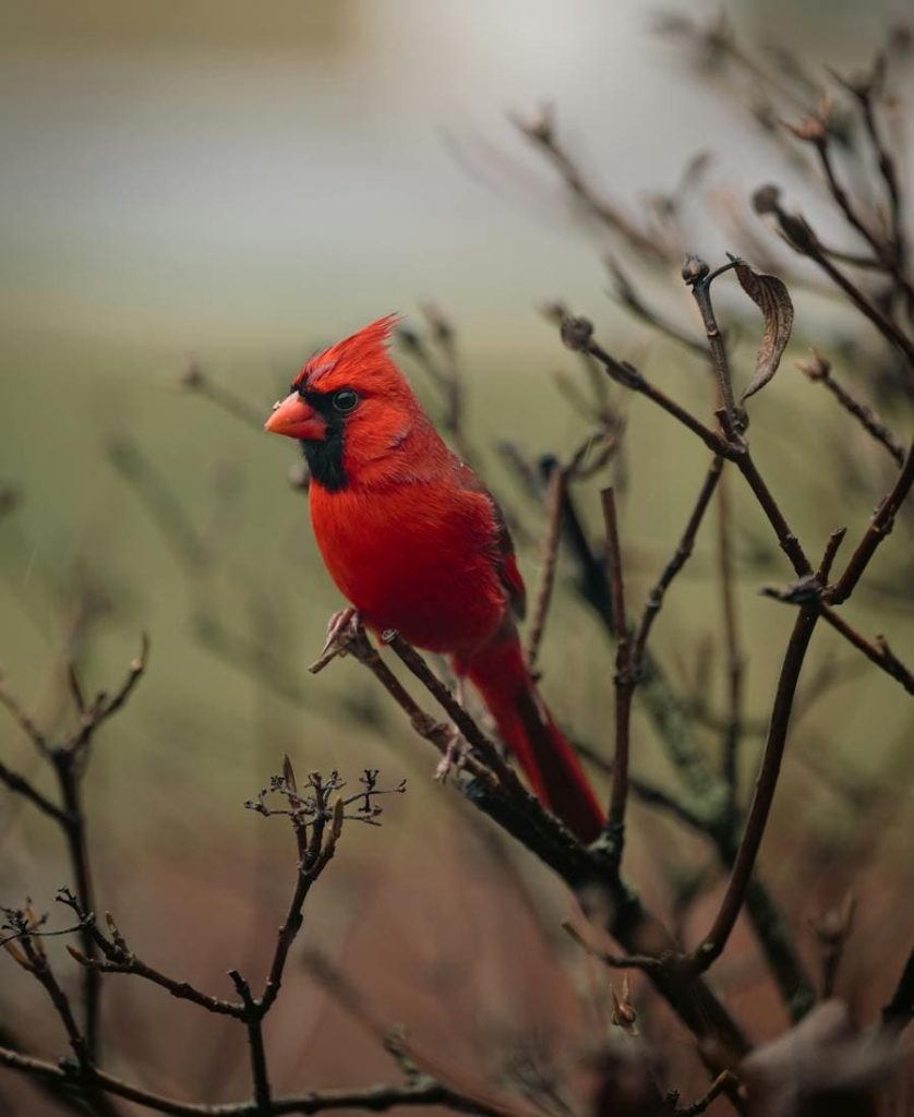 Cardinal on a tree