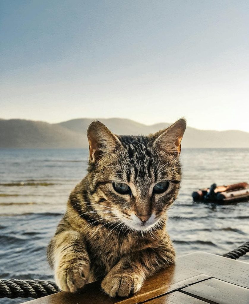 Cat near to the sea